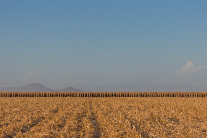 Agrarland. Ein Maisfeld ist zur Hälfte geerntet.