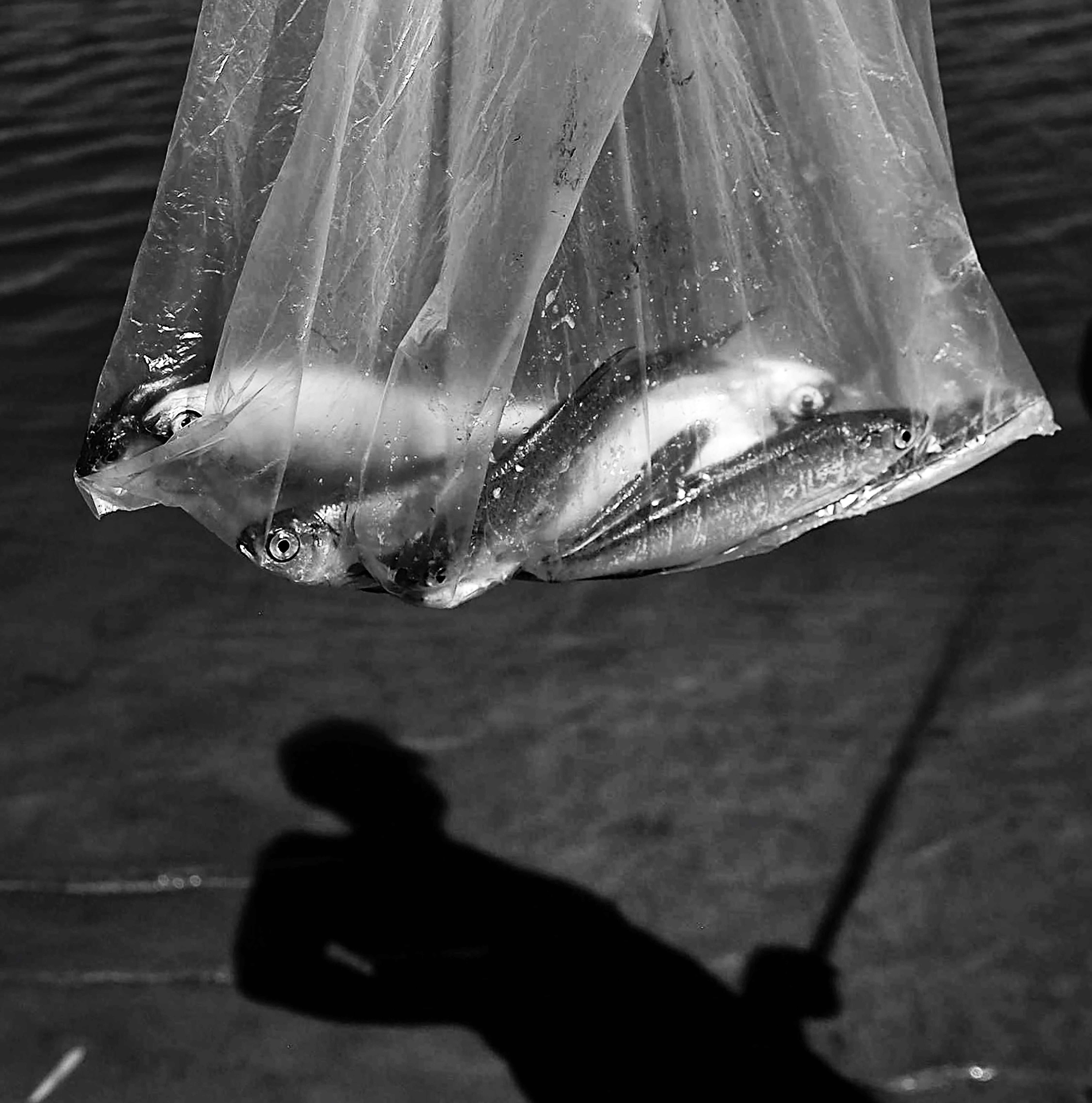Schwarzweißbild einer Plastiktüte mit Fischen, im Hintergrund der Schatten eines Anglers auf dem Wasser