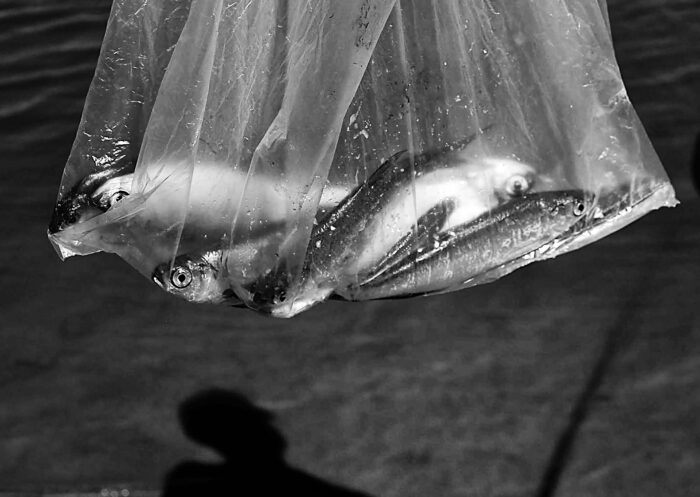 Schwarzweißbild einer Plastiktüte mit Fischen, im Hintergrund der Schatten eines Anglers auf dem Wasser
