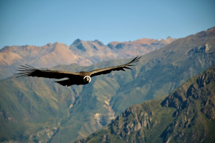 Ein Geier mit versteinertem Kopf und weißem, fluffigem Kragen fliegt über eine bergige Landschaft