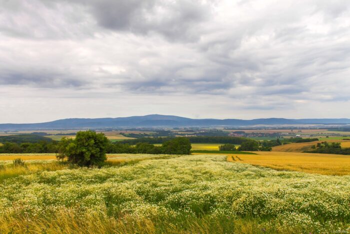 Blick über eine blühende Wiese auf einer leicht hügeligen Landschaft, bewölter Himmel