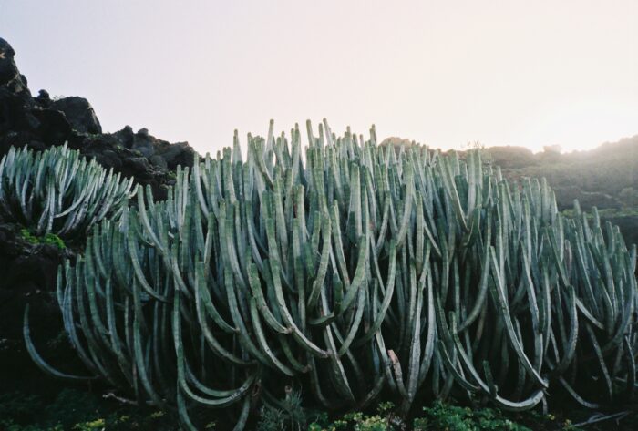 Ei große wild wuchernde Kaktuspflanze im Gegenlicht