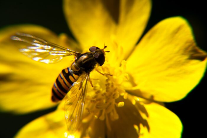 Großaufnahme von Biene und Blüte