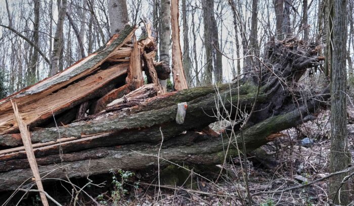 Ein umgestürzter Baum in einem Wald, über dem Baumstamm hängt eine Socke