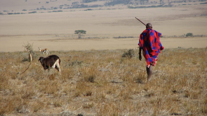 Bild einer weiten, trockenen Graslandschaft. Ein Mann mit einem Gehstock und einem karierten Tuch der Massai. Links neben ihm ist ein Schaf. Weiter hinten im Bild schaut ein Reh in die Richtung des Hüters.