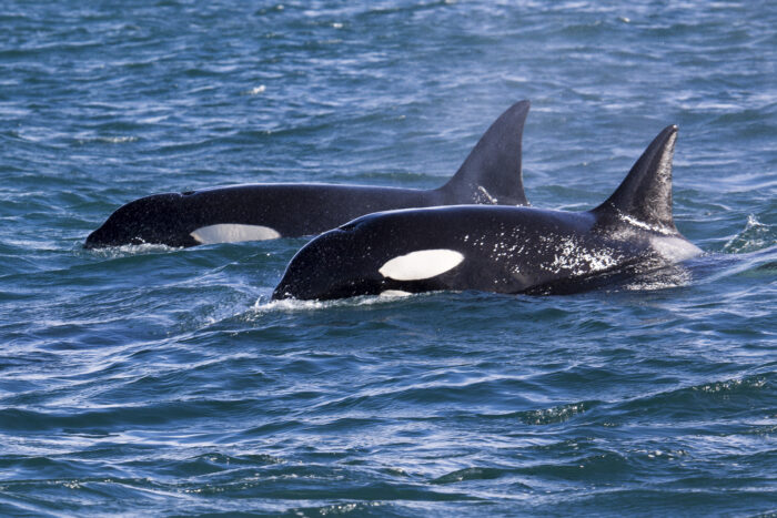 Zwei Orcas schwimmen nebeneinander im Meer, auf dem Bild sind ihre Rücken, der weiße Fleck nebem dem Auge und die Rückenflosse zu sehen