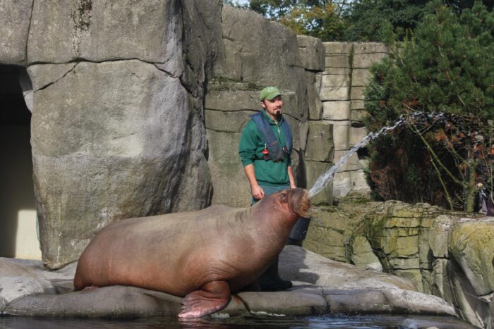 Ein Wallross spuckt eine Wasserfontäne, dahinter ein Tierpfleger mit Mütze und grüner Latzhose, im Hintergrund Felsen