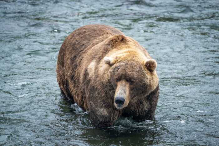 Ein runder Braunbär steht in einem Gewässer und schaut süß aus der Wäsche