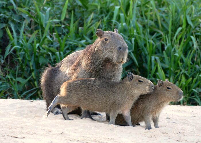 Drei Capybaras kuscheln miteinander