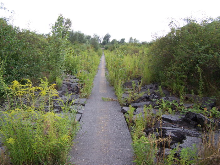 Ein Asphaltweg, der zum Teil schon wieder von Büschen etc. zugewuchert ist.