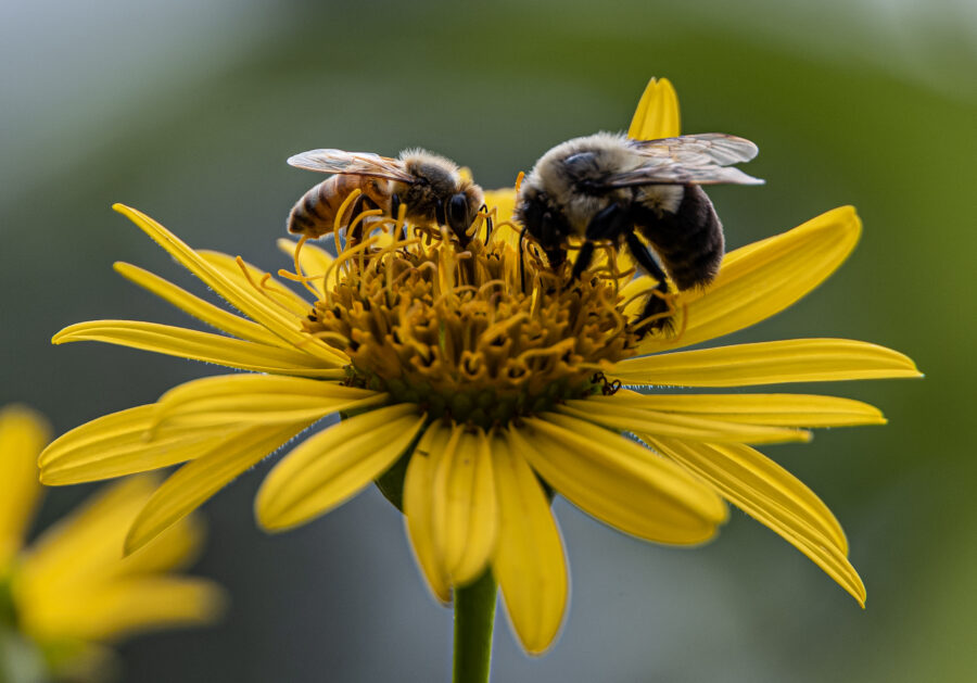 Zwei Bienen sitzen einander in der Blüte einer Blume gegenüber