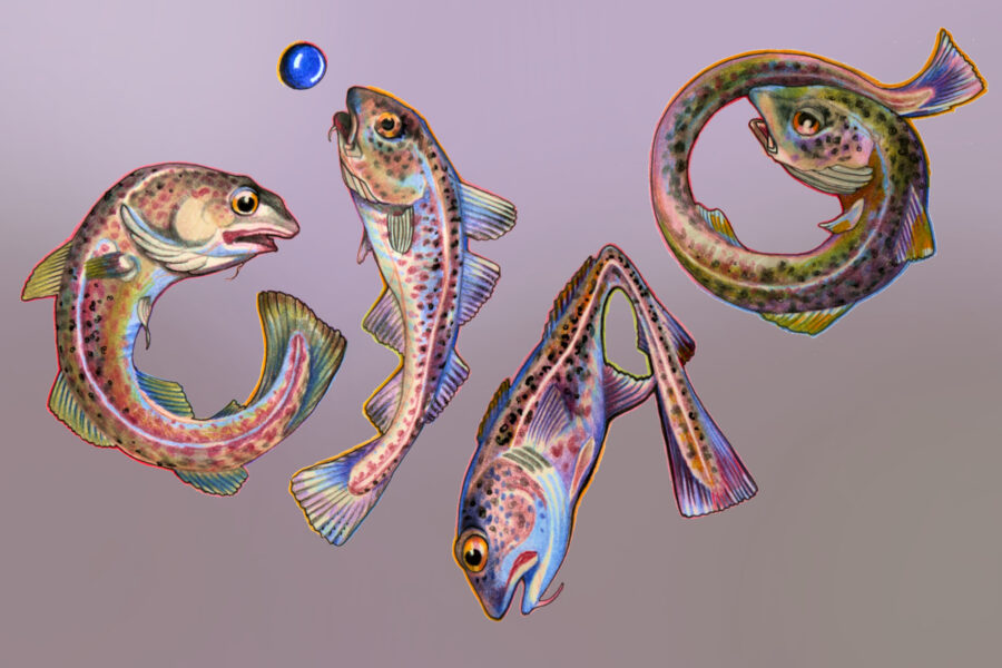 Das Bild zeigt eine Illustration von Donata Kindesperk. Abgebildet sind vier bunt gezeichnete Dorsche, die Kreise bilden oder eine abgeknickte Schwanzflosse haben
