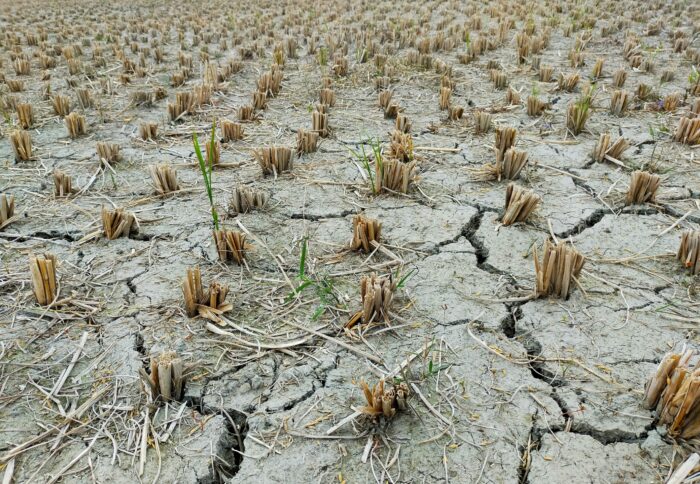 Das Bild zeigt ein Feld, auf dem etwas angepflanzt wurde, das aber offensichtlich vertrocknet ist.