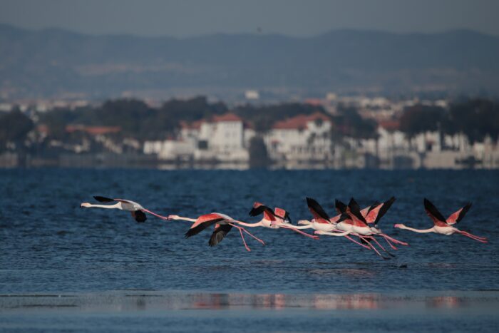 Ein paar Flamingos fliegen über eine Wasserfläche.